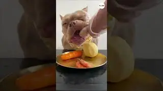 The Dogs Eats Raw Chicken Thighs But Don't Eat Much #shorts #dogs
