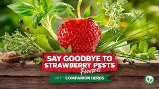 Say Goodbye to Strawberry Pests Forever! Best Herb Companions for a Thriving Garden