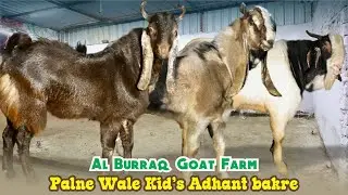 Palne Wale Kid&rsquo;s Adhant Bakre At Al Burraq Goat Farm