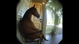 horse meme