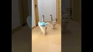 Adorable Feline Antics: Captivating Clips of Cuddly Cats and Playful Kittens