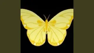Yellow Butterflies