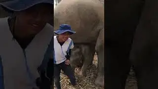 Elephant Playtime: Thailand 🇹🇭