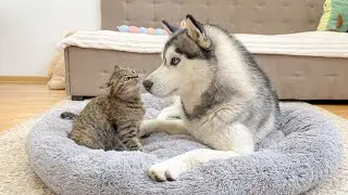 Funny Kitten Invades Giant Husky&rsquo;s Bed &ndash; What Happens Next Is Hilarious!