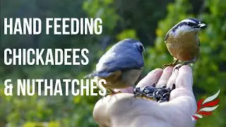 Hand Feeding Black capped Chickadees and Red-breasted Nuthatches