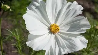 Cosmos (Cosmos bipinnatus)