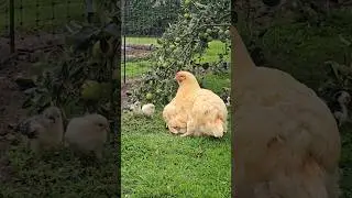 Camouflage chicks! How many can you see? #chickens #freerangechickens #broodyhen