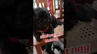 Tropa Mo na Maitim😅Hershey and Oreo-Our stunning black Shih Tzu.#shihtzumania #shihtzupuppies #pets