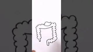 Human Digeat system | Pachan tantra ka chitra kaise banaye jata hai | R S Drawing