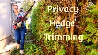 Privacy Hedge Trimming #hedgetrimming #privacyhedge