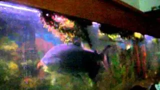 Big Pacu eats his tank buddy the snail!