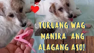 Stop Destructive Chewing In Dogs