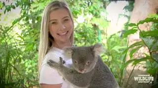 Koala Photo | Currumbin Wildlife Sanctuary