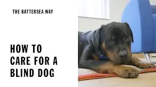 Blind Dog Care and Training | The Battersea Way