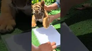 They are making tiger tattoo! #shortsvideo