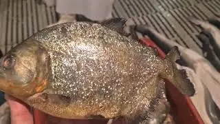 Comprando peixe no Ceasa de SP compre bem e Barato