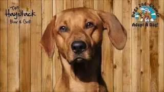 Haystack Bar & Grill Dogs 2nd Chance Fundraiser