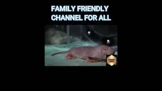 Inside the world of naked mole rats