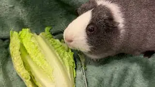 Potato ASMR with my breathing