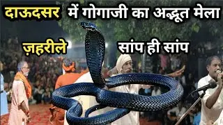 दाऊदसर में गोगाजी महाराज का अद्भुत मेला ज़हरीले सांप ही सांप daudsar me gogaji maharaj ka mela.....