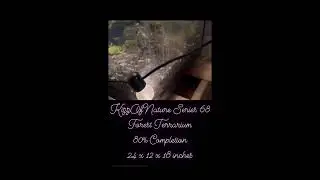 KizzOfNature Series 68. Forest Terrarium. Tank size 24 x 12 x 18 inches. 28 November 2022