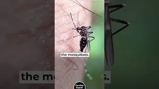 Why Are There No Mosquitoes at Disney World