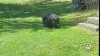 Large Pig On The Loose Becomes The Talk Of Town Around Yukon, Pa.