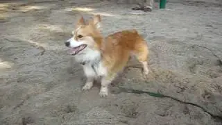 Kaley corgi fraps in the park