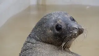 Returning Mack the seal into the wild, on Live at Five