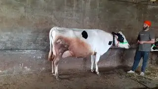 One HF Cow For Sale | ਇੱਕ ਚੰਗੇ ਦੁੱਧ ਵਾਲੀ ਗਾਂ ਵਿਕਾਉ |