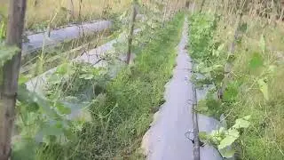 Rural Farming Technique for Cutting Plant Leaves #RuralAgriculture #TraditionalFarming