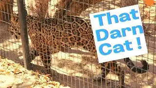 Cat Haven, Beautiful Jaguar, Lions & More,  #Large Cats, #Leopards, #WildAnimalRescue
