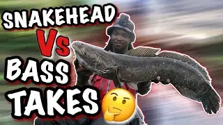 SNAKEHEAD VS BASS TAKES (which was best)
