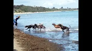 GSP Australia Gathering  - Mentone Dog Beach October 2018