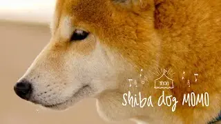 子ギツネが生まれたよ｜余市の柴犬momo  Canon 5Dmk2 Magic lantern 14bit RAW CineDNG