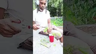 LET'S TRY‼️Our Hands At Propagating Lemon Guava...from Cuttings