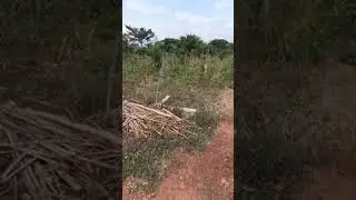 Terrain &agrave; vendre &agrave; Noepe, non loin de Lom&eacute;. #immobiliertogo #realestate