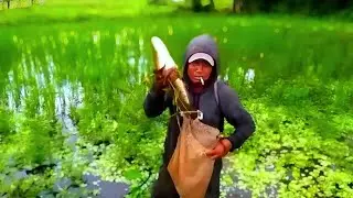 nyetrum ikan gabus besar, lihat saat kenak setrum