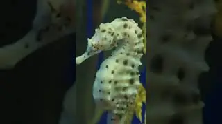#name the living thing?