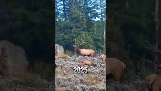 2025 Colorado will restrict out-of-state archery elk tags to nonresidents!🏹 #colorado #hunting