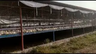 broiler farming 2022 Raised platforms slated floors #broilerfarming #broiler