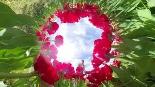 Tulpi farm....            #tulip #tulipfarm #insta360x4 #foryou #travel #fyp #flowers #spring