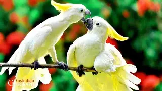How Parrot DNA is Solving Crimes