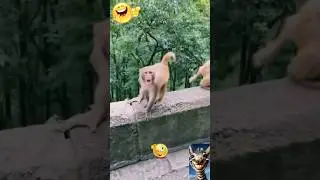 OMG 😂 Funniest Monkey Videos That Will Make You Cry Laughing!#Funny #Animals #Trending #Viral #short