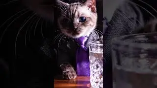 Feline Executive's Joke Night