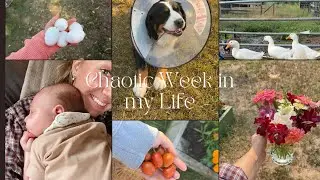 A Chaotic Week in My Life 🍁 | Vet Visits, Family Time & Real-Life Moments