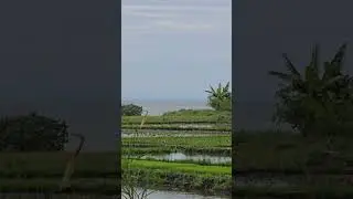 Pantai kelating tabanan #shorts #tabanan #property