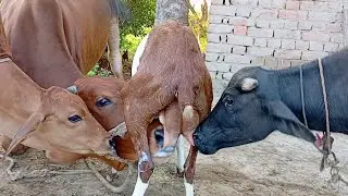 Everyday goat breastfeeding calf | Funny viral videos | Nikka haji