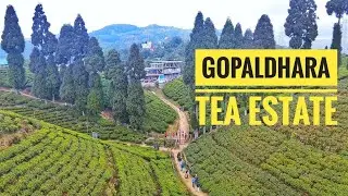 Gopaldhara Tea Estate #Darjeeling #darjeeling_tour #gopaldhara