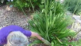 Agapanthus africanus and Snails